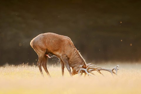 Red deer (Cervus elaphus), a stag standing with antlers spread in a meadow, rutting season, North