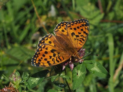 An orange-spotted butterfly, the Large Pearl-bordered Fritillary (Speyeria aglaja), is perched on a
