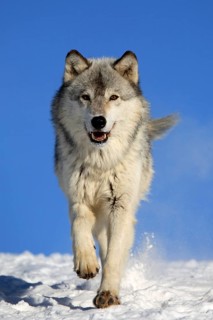 Timberwolf, wolf, American wolf (Canis lupus lycaon), Minnesota, USA, A wolf running through the