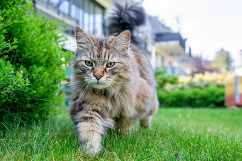 Siberian cat, pedigree cat running across grass in a garden, symbolic photo cat in the garden