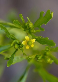 Cursed buttercup, venom buttercup, ranunculus sceleratus, flora, high size, portrait, plants,