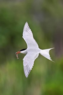Common tern (Sterna hirundo), in flight with a fish in its beak, Saintes-Marie-de-la-Mer, Camargue,