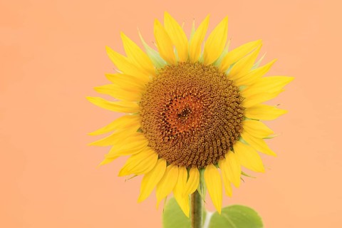 Sunflower (Helianthus annuus), flower, North Rhine-Westphalia, Germany