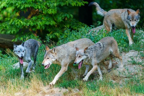 Timberwolf, wolf, American wolf (Canis lupus lycaon), Germany, several wolves are playing