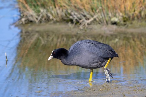 Eurasian coot, common coot (Fulica atra) foraging in the mud along muddy pond bank in spring