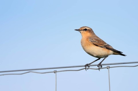 A wheatear (Oenanthe oenanthe) perched on a fence, North Rhine-Westphalia, Germany