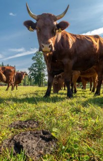 Artiodactyla, Bavaria, Bos Taurus sspec.5, cattle, even-toed ungulate, high-altitude cattle, cow