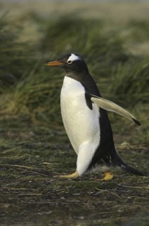 Gentoo Penguin (Pygoscelis papua), Falkland Islands