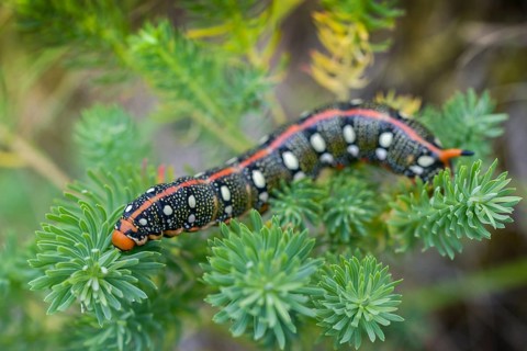 Hyles euphorbiae, milkweed swarmer, butterfly, inchworm, insects, moths, moths, moths, caterpillar,