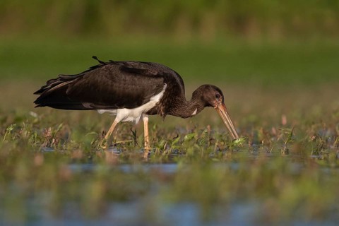 Black Stork (Ciconia nigra) juvenile foraging, Tiszaalpár, Hungary