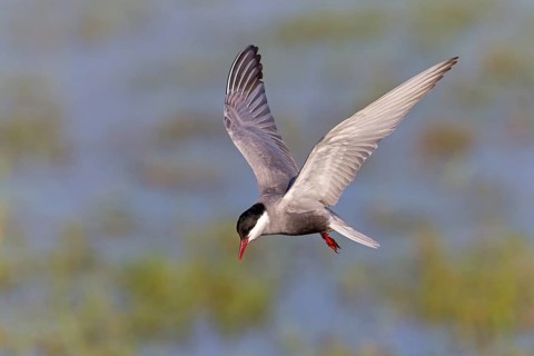 Weißbart-Seeschwalbe, Weißbartseeschwalbe, Whiskered Tern, Chlidonias hybridus, Chlidonias hybrida,