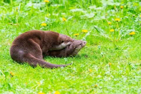 Eurasian otter (Lutra lutra) playing with each other in the grass, Bavaria, Germany