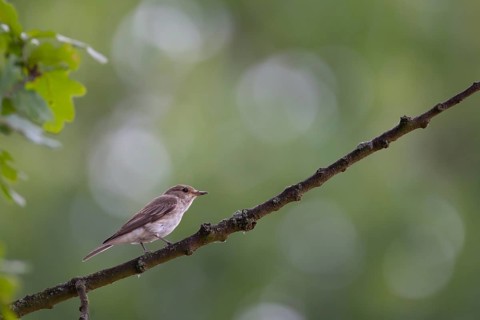 Spotted flycatcher (Muscicapa striata) adult bird on a tree branch, England, United Kingdom