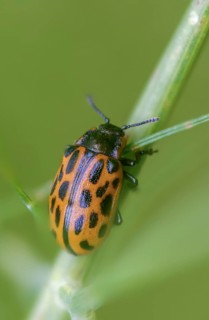 Leaf beetle, chrysomela 20-punctata, chrysomela vigintipunctata, coccinella 20-punctata, spotted