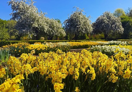 Spring beds with many different coloured flowers in the landscape park of Dyck Castle, Jüchen,
