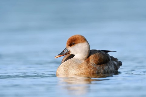 Red-crested Pochard (Netta rufina), female swimming, Lake Constance, Baden-Württemberg, Germany