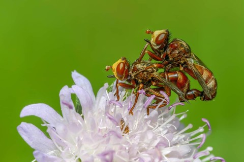 Broad-fronted bladderhead fly, common broad-fronted bladderhead fly, rust-coloured thick-headed