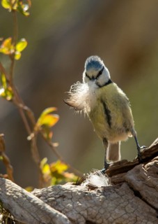 Blue tit, parus caeruleus, birds, feather, high size, portrait format, tits, nest building,