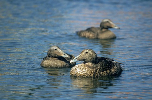 Cuddy's duck, eider, eider duck, somateria mollissima, anatidae, birds, common eider, ducks,