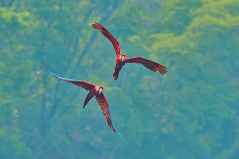 Two parrots soar through the air above a dense green forest: the green-winged macaw, or dark-red