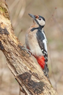 A bird with red and black feathers sits on a branch. Great woodpecker (Dendrocopos major) . Lower