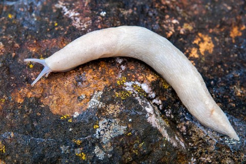 Black keel-back slug, limax cinereoniger, snowgel, black snowgel, albinism, gastropod, mollusca,