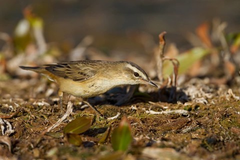 Sedge Warbler - Schilfrohrsänger - Acrocephalus schoenobaenus, Morocco