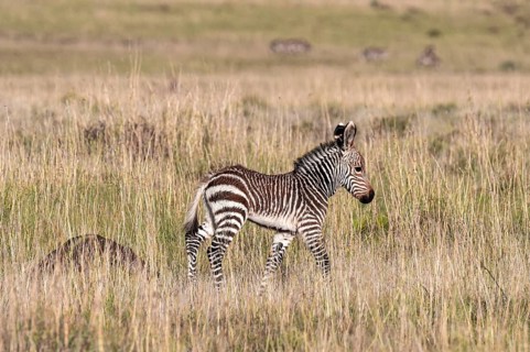 Cape Mountain Zebra (Equus zebra zebra), foal, Mountain Zebra National Park, Eastern Cape, South