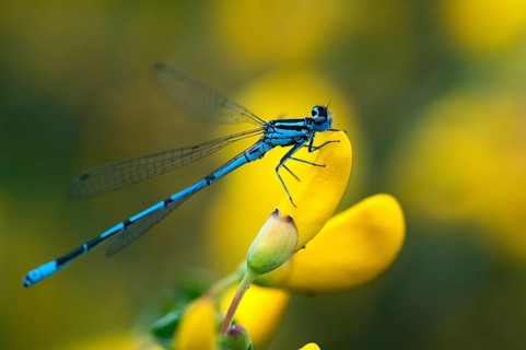 Azure damselfly, coenagrion puella, common coenagrion, horseshoe azuremaid, damselflies,