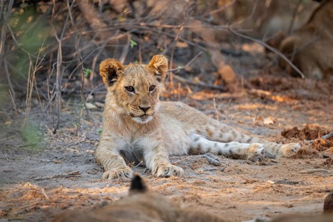 Cub, lion (Panthera leo) lying, Savuti, Chobe National Park, Botswana