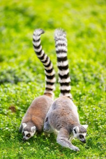 Ring-tailed lemur (Lemur catta) walking in the grass, captive, Germany