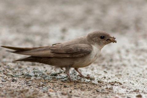 Crag martin, rock swallow, ptyonoprogne rupestris, birds, extremadura, nest building, passeri,
