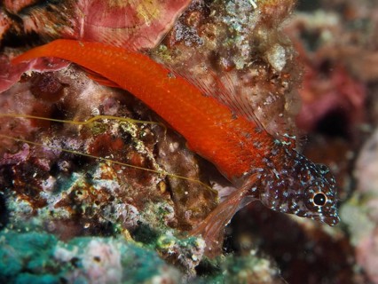 A bright orange blenny with a patterned head, the black-headed blenny (Microlipophrys nigriceps),