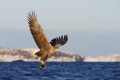 White-tailed Eagle (Haliaeetus albicilla) flying, Norway