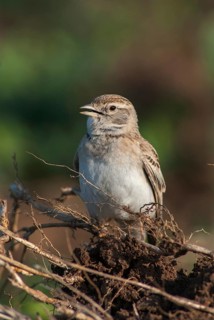 Calandrella brachydactyla, short-toed lark, birds, Bulgaria, high size, portrait format, larks,