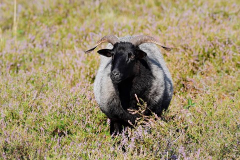 Grey-horned Heidschnucke moorland sheep sheep and flowering common heather (Calluna vulgaris),