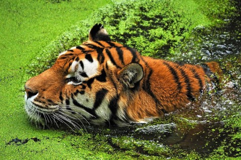 A Siberian tiger (Panthera tigris altaica) swims into a moat covered with green Common duckweed
