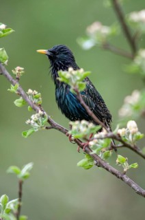 Star, Starling, Sturnus Vulgaris, Birds, Spring, High Size, Portrait, Meadow Orchard, Passeri,