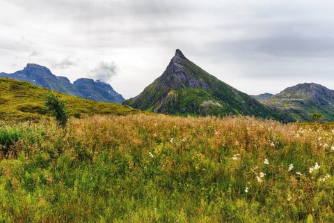 Common cottongrass (Eriophorum angustifolium), pyramid-shaped mountain Volandstinden, Volandstind,