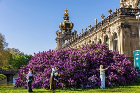 Cheerfully over the trampling tourists in front of the magnificent lilac bushes at the Langgalerie