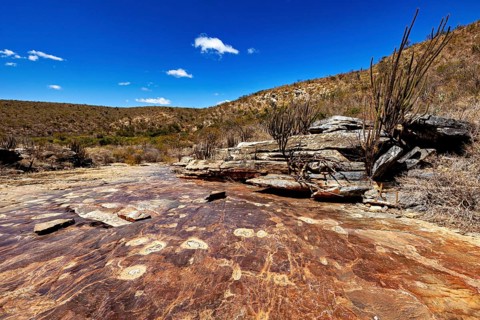 Flat rock slabs with cacti in a rocky, sunny desert landscape, the thornshrub savanna in the