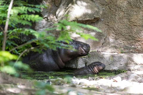 The hippo young Brštchen swims together with its mother. Born on May 9 and currently weighing