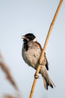 Emberiza Schoeniclus, Reed Bunting, Rohrrammer, Birds, Vocals, High Size, Portrait Format, Passeri,