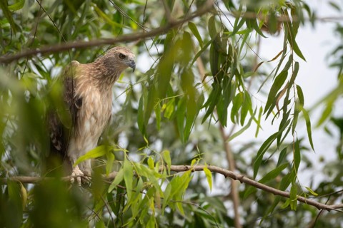 Grey-headed Fish Eagle (Icthyophaga ichthyaetus) perched on a tree branch, Sreepur, Gazipur,