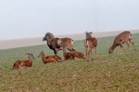 Artiodactyla, even-toed ungulate, mouflon, mouflon, mouflon, ovis gmelini musimon, cloven-hoofed,