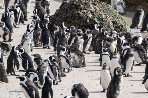 Penguin colony on the beach, African penguins (Spheniscus demersus) on a rock, Boulder Beach,