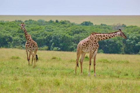 Two giraffes graze peacefully on an open steppe surrounded by nature, Masai giraffe (Giraffa