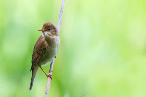 Marsh Warbler (Acrocephalus palustris), Güssinger Ponds, Güssing, Burgenland, Austria