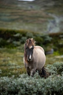 A gray horse wanders through a green landscape with hills, Norwegian fjord horses, in the tundra,