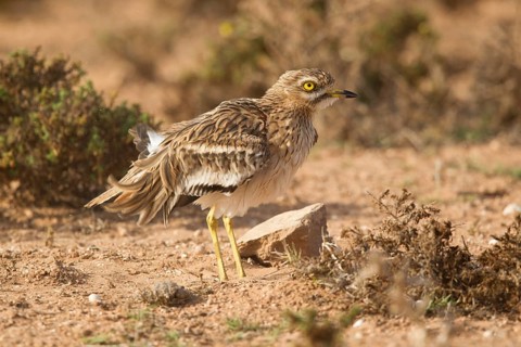 Eurasian Stone-curlew (Burhinus oedicnemus), Morocco